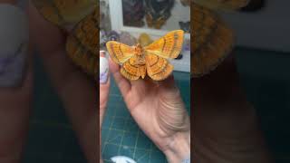 The Spirama helicina moth entomology taxidermist insects shorts [upl. by Robby]