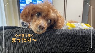 【癒し犬モヒカントイプー】幸福度満点！まったりオーラ100％なトイちゃん／長靴をはいた犬 [upl. by Lledo]