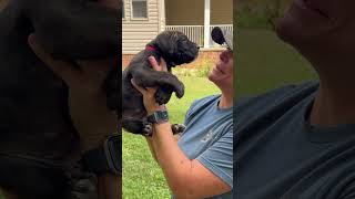 Black brindle Cane Corso girl ❤️ five weeks old [upl. by Nehpets]