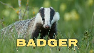 European badger sounds badger scream [upl. by Anali]