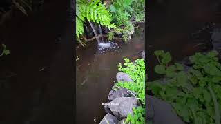 Kolam Koi amp menambah Aglaomorpha nature ikan koi fish aglaomorpha kolam pond [upl. by Ahsienel]