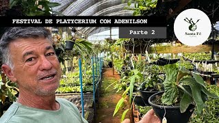 FESTIVAL de PLATYCERIUM com o INCRÍVEL Adenilson Arneiro e a Platycetaria  PARTE 2 [upl. by Choo379]