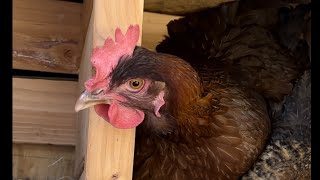 Two Chickens Squish into the Same Nesting Box [upl. by Gary247]