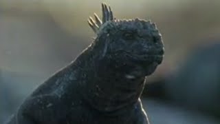 Secret Life of Marine Iguanas  Wild South America  BBC Studios [upl. by Loni]