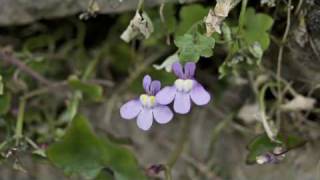 Flower Gardening Tips  How to Grow Kenilworth Ivy Cymbalaria Muralis [upl. by Enayr]