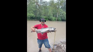 BIG KINGS IN THE PUYALLUP RIVER [upl. by Nyrehtac]