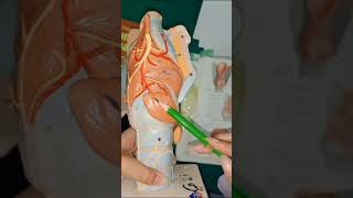 Muscles of larynx  Head and neck  Anatomy OSPE  MBBS [upl. by Jilli279]