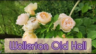 Обзор остинки Wollerton Old Hall David Austin2011Второй год посадки [upl. by Olia87]