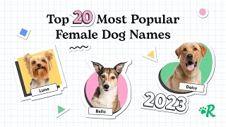 Top 20 Most Popular Female Dog Names of 2023 [upl. by Pulchia567]