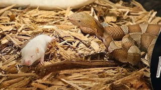 One Epic Showdown With Baby Copperheads [upl. by Nyrhtak]