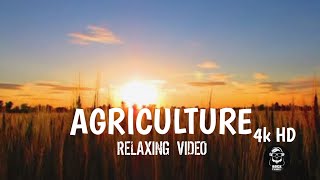 AGRICULTURE Relaxing music video  4k HD feel agriculture music video [upl. by Anneis]