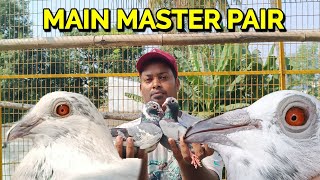 MAIN MASTER BREEDER PAIR FOR SHOKH FROM RANAGHAT PIGEON LOFT [upl. by Yrtneg404]