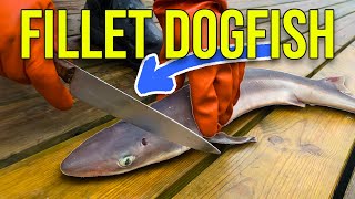 Filleting Dogfish Complete Guide by Fisherman Safety Tips and Full Boneless Fillet Breakdown [upl. by Aihtak]