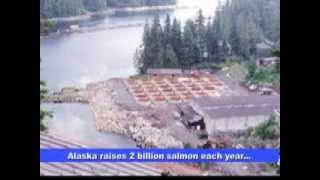 Alaska salmon farming [upl. by Reve]