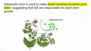 541 Gibberellins and Stem Elongation please watch at X12 speed [upl. by Neillij]