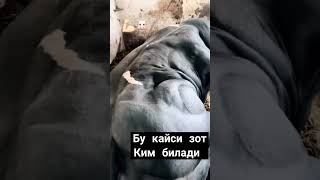 Неча кг чикади ёзамиз mol cow qoybozor funny bull qoyboqish baki molbozor animals bozor [upl. by Yajnas687]