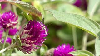 Beet Webworm Moth Visits Globe Amaranth Flowers for Nectar [upl. by Hahnert]