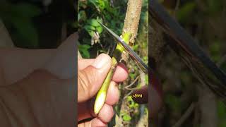 Grafting technical avocadografting graftingtechniques grafting sambungsisip shortfeed [upl. by Otrebire188]