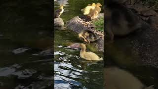 Ducks hanging out in backyard duck birds nature shorts [upl. by Ardnossak]