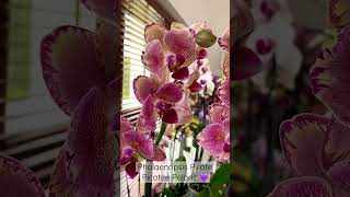 Phalaenopsis Pirate Picotee Peloric 💕 Orchids Орхидеи Фаленопсис Пират Пикоти [upl. by Hpsoj]