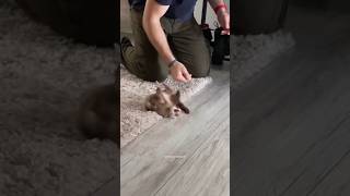 Une journée normale avec des furets 🤣🫶🏻 ferret ferrets furet furets funnyvideos funnyshorts [upl. by Veedis]