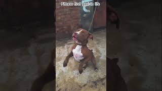 Fitness pitbull share views likes doglover subscribe pitbullsupport chopkvlogs [upl. by Yukio371]