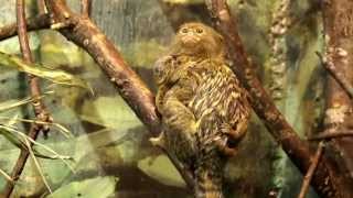 Dvärgsilkesapa  Pygmy Marmoset [upl. by Omrelliug941]