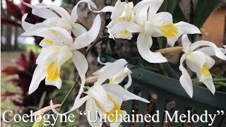 Coelogyne “ Unchained Melody “ orchid and care tips [upl. by Aseeral]