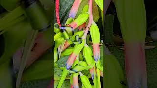 Ants on beautiful bromeliad flower Chapultepec botanical garden Mexico City CDMX plant life nature [upl. by Tranquada]