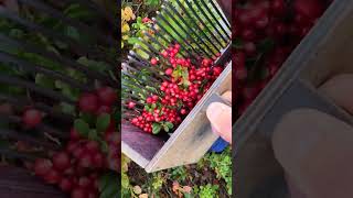 Berry picking tools harvesting blueberry berryfarm lingonberry [upl. by Akinahc]