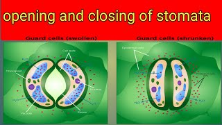 opening and closing of stomata [upl. by Nosneh]