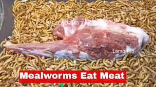 Mealworms vs Meat LAMB RIB [upl. by Bolme]