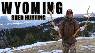 SHED HUNTING for DEER and ELK HORNS  WYOMING 2021 [upl. by Reese]