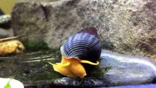 Orange Rabbit Snail on its way to dinner [upl. by Prouty]