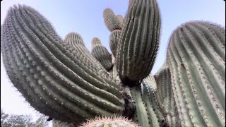 🌵Saguaro of the Day🌵 DONNA DANGEROUS 😈 Spiked The Palm of My Hand Pretty Badly 😳 😢 🤢 [upl. by Icak]