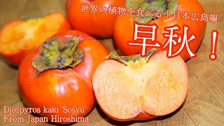 世界の植物を食べる！【日本広島編】 カキ 早秋！ Diospyros kaki Sosyu [upl. by Eanrahs]