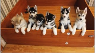 Siberian Husky Puppies [upl. by Grannie]