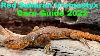 Red Saharan Uromastyx Care Guide 2022 [upl. by Kissie]