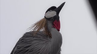 Bird Call AFRICAN GREY CROWNED CRANE honking Singapore [upl. by Milde]