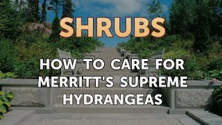 How to Care for Merritts Supreme Hydrangeas [upl. by Pincince833]