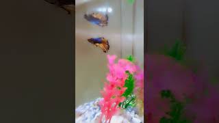 fishbowl bettafishlove fish fishvideo bettausa fishtank [upl. by Forelli]