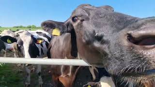 Curious Cows At Middle Farm in Cheriton Hampshire [upl. by Arne]