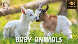 Baby Animals  Amazing World Of Young Animals  4K Scenic Relaxation Film 60FPS🌿 [upl. by Giffie94]