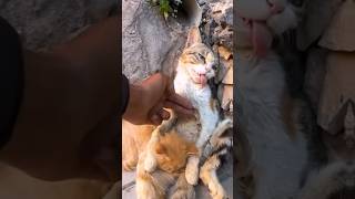 Rescue Cats Last Hug Kitten Embraces Dying Mother Unbelievable Outcome [upl. by Meil895]