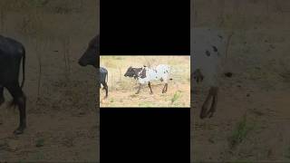 Village living🐄🐄 cow farmlife youtubeshorts nature cattle [upl. by Burleigh620]