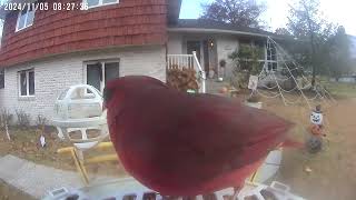 Daily Birdwatching  Netvue Birdfy Birdfeeder Cam  November 5 2024 [upl. by Rollo108]