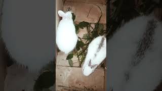 Rabbits for sale hyderabadpetlovers [upl. by Lechner]