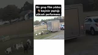 Keçilerden film yıldızlarına taş çıkarır performans [upl. by Anole174]