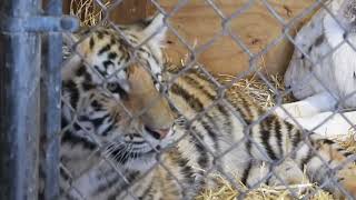 Miss Charlottes eyes sparkled with anticipation  Cute tiger baby  White Tiger Cubs [upl. by Hallerson]