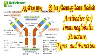 Immunoglobulin Structure Types and Function in Tamil  LIFESCIENCE TAMIL  TRB ZOOLOGY  TNSET NEET [upl. by Thissa965]